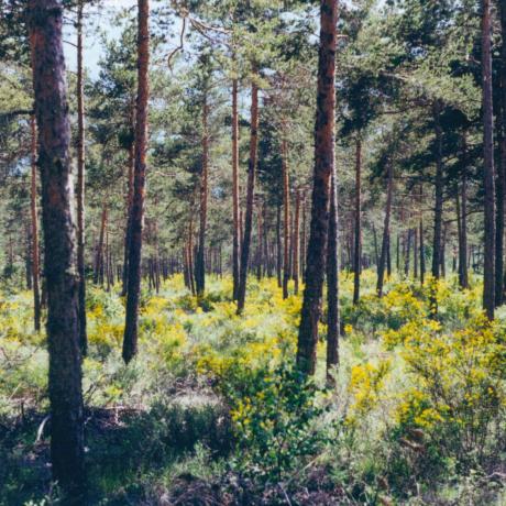 Image de forêt